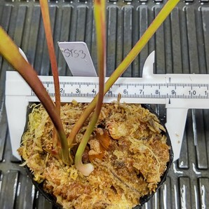 食虫植物 サラセニア ハイブリット オリジナル実生個体 SYS3 株分け苗 1鉢の画像2