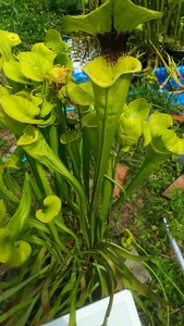 食虫植物　サラセニア フラバ var. rugelii　MK　F147 株分け苗　1鉢