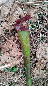 食虫植物　サラセニア アラタvar. alata MK　A50 株分け苗　1鉢