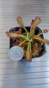 食虫植物　モウセンゴケ ドロセラ Drosera D. capensis `Baines Kloof' CK1鉢 