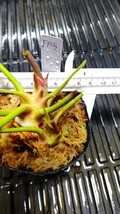 食虫植物　サラセニア フラバ var. rubricorpora　MK　F105 株分け苗　1鉢_画像2