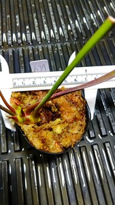 食虫植物　サラセニア アラタ var. alata　MK　A34 株分け苗　1鉢