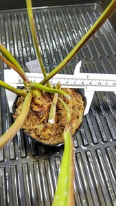 食虫植物　サラセニア フラバ var. ornata MK　F256 株分け苗　1鉢