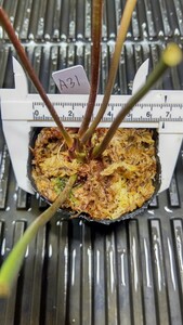 食虫植物　サラセニア アラタ var. alata MK　A31 株分け苗　1鉢