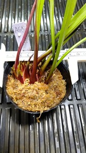 食虫植物　サラセニア アラタvar. rubrioperculata MK　A55 株分け苗　1鉢