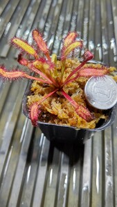 食虫植物　モウセンゴケ ドロセラ Drosera D. capensis `Baines Kloof' CK1鉢 