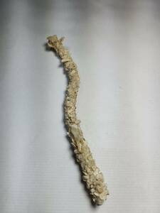 貝の標本 worm tube 133mm.Rare 