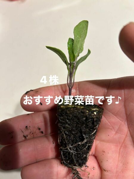 家庭菜園おすすめ野菜苗　ナス苗4株＋おまけ1株付き