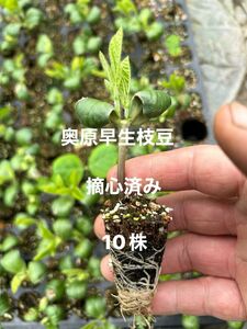 奥原早生　極早生枝豆苗10株