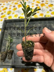 家庭菜園おすすめ野菜苗　ミニトマト苗5株