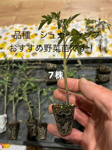 家庭菜園おすすめ野菜苗　ミニトマト大苗7株おまけ＋1株付き