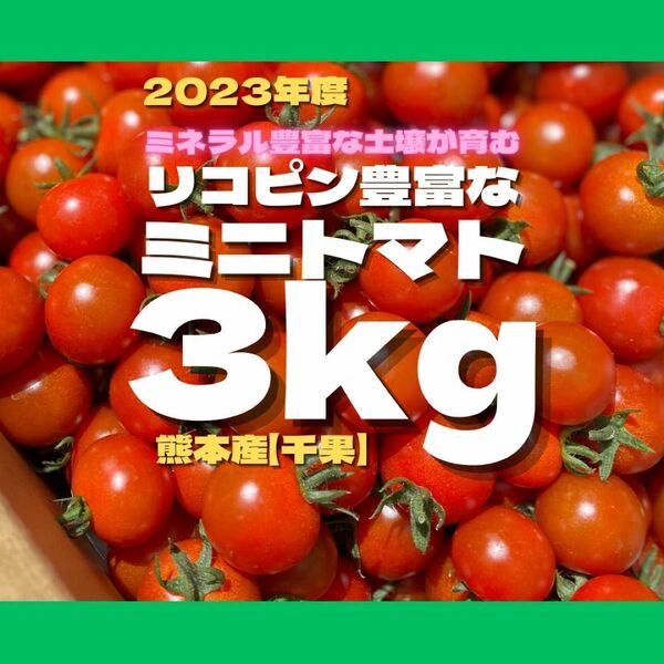 ミニトマト　3キロ　野菜　熊本産地直送　弁当　おかず　トマト　ミネラル　リコピン