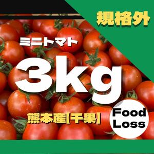 ミニトマト　3キロ　フードロス　規格外　野菜　熊本産　訳あり　安い　ミネラル