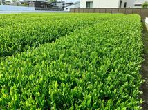 2024年産 新茶 静岡県産 送料無料 深むし茶　初芽の香り１００ｇ×3袋 深蒸茶 (かぶせ茶）緑茶！母の日ギフトに最適！風味香抜群！_画像2