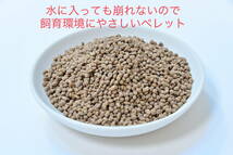 健康増進の金魚のエサ　真空パックミシロ彩金魚胚芽育成用SS　沈下性　250ｇ　らんちゅう・土佐金・オランダ・東錦にも最適な金魚の餌　_画像2