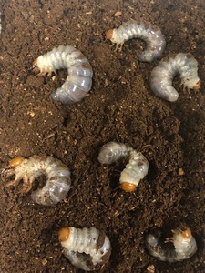 　幼虫　パラワンオオヒラタ　５匹＋死着保障１匹　親１１２，３ｍｍ　５０，３ｍｍ