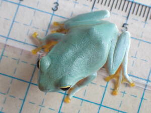  pictured individual . delivery yaeyama blue ga L Ishigakijima production CB 2024.02 month landing individual ( this month middle . complete sale ) after the bidding successfully addition possibility . frog 