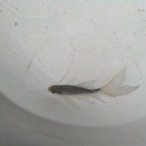 金曜日発送（12日）【宮城鉄魚飼育研究会】青鉄魚（小）②10センチくらい_画像2