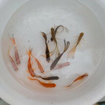 金曜日発送（19日）【宮城鉄魚飼育研究会】色物10匹セット⑦8〜10cm位 青色 赤色 白色 サラサ色 ブチ色 錆色_画像2