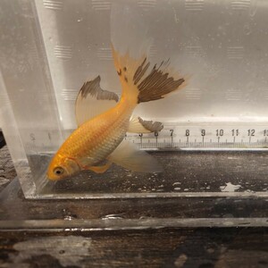 金曜日発送（3日）【宮城鉄魚飼育研究会】赤鉄魚（小）①11センチくらい　羽衣