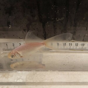 金曜日発送（10日）【宮城鉄魚飼育研究会】白鉄魚（小）②10センチくらい　
