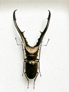 WD. Len metaliferu ho Thor ka stag beetle 91mm very thick specimen field goods and downward for searching ala girl mongi long e rough s impeller tall 