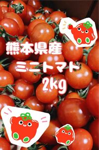 【 農家直送！完熟新鮮 】 熊本県産 ミニトマト2kg