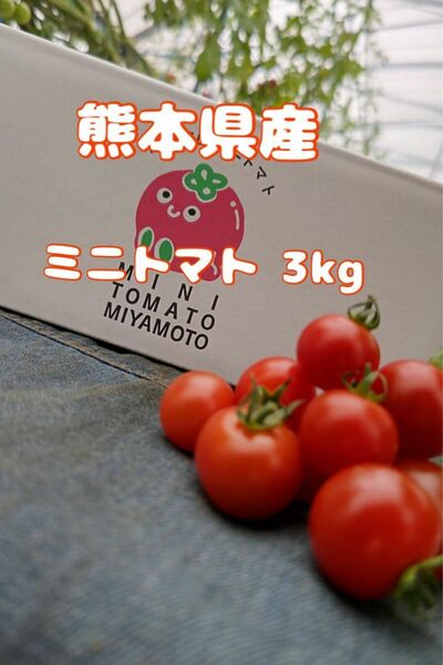 【 お買い得！たっぷりあります 】 熊本県産 ミニトマト3kg