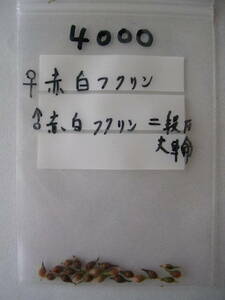 山野草【雪割草の種】№4000■送料込！