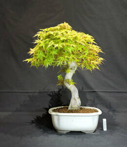  maple katsura tree maple (katsulamomiji/momiji) bonsai depth 37cm width 38cm height 47cm ( store receipt un- possible )