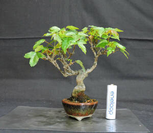  maple bonsai depth 12cm width 13.5cm height 13cm