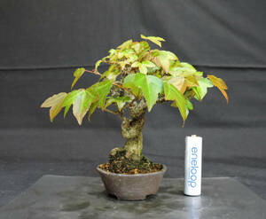  maple bonsai depth 13cm width 13cm height 12.5cm