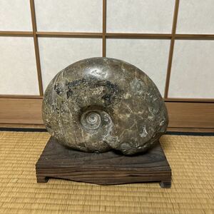 化石 アンモナイト 9kg