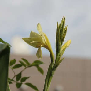 大型の交配カンナ・ブルーグレーがかった細身な葉と、白に近いクリーム色の花が魅力のガーデンアイテム親株の出品です。の画像1