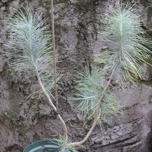 マルチネスピニョンマツ（Pinus maximartinezii）２０２０年４月発芽苗ラスト２苗 その１ 双頭木・樹高４０㎝程度の画像3
