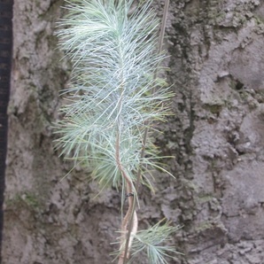 マルチネスピニョンマツ（Pinus maximartinezii）２０２０年４月発芽苗ラスト２苗 その１ 双頭木・樹高４０㎝程度の画像2