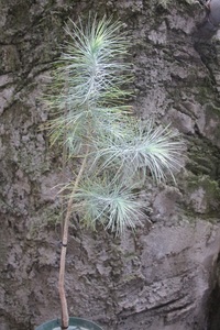 マルチネスピニョンマツ（Pinus maximartinezii）２０２０年４月発芽苗ラスト２苗　その２　樹高５０㎝程度