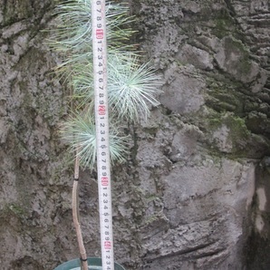 マルチネスピニョンマツ（Pinus maximartinezii）２０２０年４月発芽苗ラスト２苗 その２ 樹高５０㎝程度の画像4