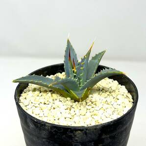 Agave uthaensis var. eborispina★アガベ ユタエンシス エボリスピナ★実生株★の画像2