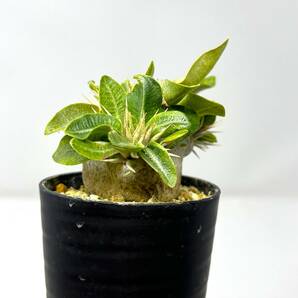 パキポディウム エニグマチカム★Pachypodium enigmaticum★実生苗★幹幅41mmの画像3