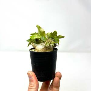 パキポディウム エニグマチカム★Pachypodium enigmaticum★実生苗★幹幅41mm