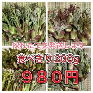 山形県産　天然　タラの芽　200g 【サイズミックス】　