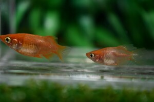 ◆現物出品◆ 朱天皇 ダルマ 紅帝ダルマ ヒカリ体型 メダカ 若魚 雄1 雌1 【上毛めだか倶楽部】(422)