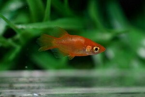 ◆現物出品◆ 朱天皇 ダルマ 紅帝ダルマ ヒカリ体型 メダカ 若魚 雄1 雌1 【上毛めだか倶楽部】(715)