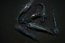 ◆現物出品◆ サファイア メダカ 3ペア (702) ☆上毛めだか倶楽部☆★ 成魚_画像1