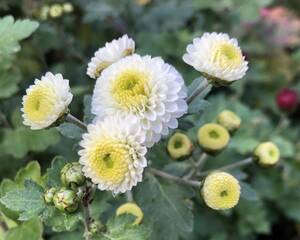 即決☆小菊☆白色の花☆15株☆草丈80～90ｃｍ位☆第４種郵便☆耐寒性多年草