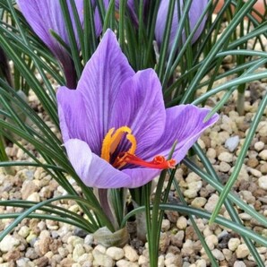 即決☆地植クロッカス球根５個セット☆紫色又は白色の花☆高さ10～13ｃｍ位☆第４種郵便☆の画像1