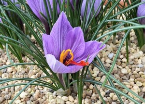 即決☆地植クロッカス球根５個セット☆紫色又は白色の花☆高さ10～13ｃｍ位☆第４種郵便☆