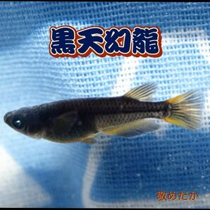 黒天幻龍 稚魚 １０匹 オマケ付き めだか メダカ ブラック 黒 青 目 眼 ブルー ゾンビ 敬めだかの画像1