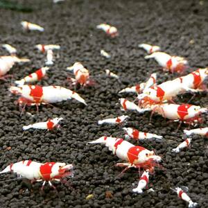 30 day shipping limitation (pick up) price![Lёo-Lion] Red Bee Shrimp 30 pcs starter Class [ bee shrimp organism ] Hokkaido * Okinawa * remote island shipping NG